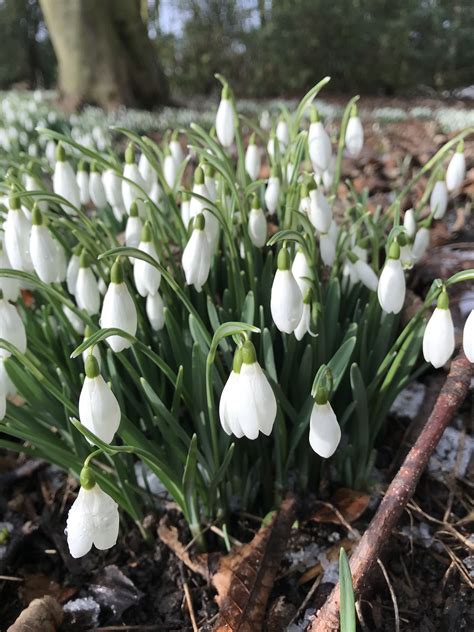 Galanthus Nivalis Plants Flowers