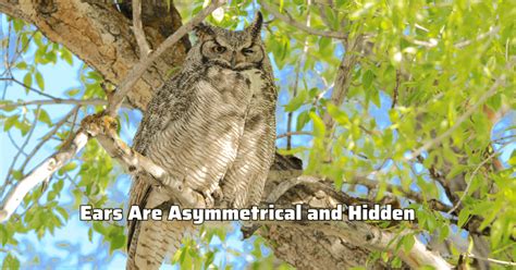 21 Great Horned Owl Facts For Kids Amazing Birds Birdy