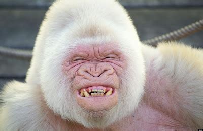 'Snowflake' The Albino Gorilla - Stunning Interesting Facts