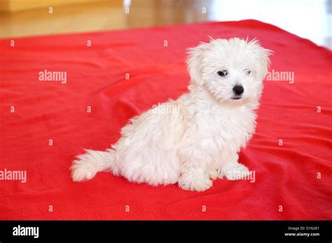 Puppy Maltese Dog Stock Photo Alamy