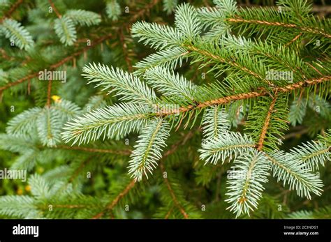 White Spruce High Resolution Stock Photography And Images Alamy