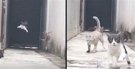 This Cat Has Showed Off His Parkour Skills While Managing To Escape