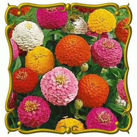 Zinnia Elegans Zinnia Lilliput Mix Wildflower Seeds Zinnias