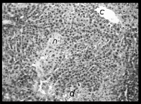 A Photomicrograph Of Liver Section Of Group Treated With Nano Se And