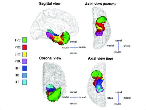 Middle Temporal Gyrus