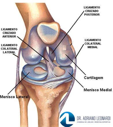 Ligamentos Do Joelho Especialista Do Joelho Dr Adriano Leonardi