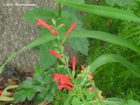 Cedar Sage Sensation | My Gardener Says…