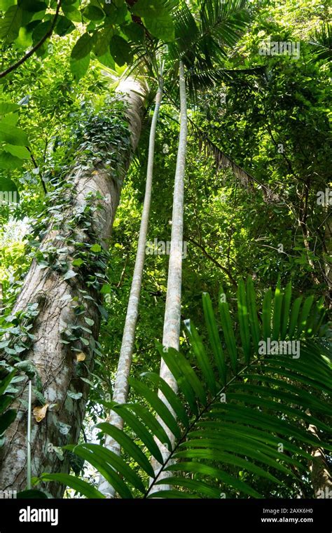 Pemba Palm Dypsis Pembana Ngezi Forest Reserve Pemba Island