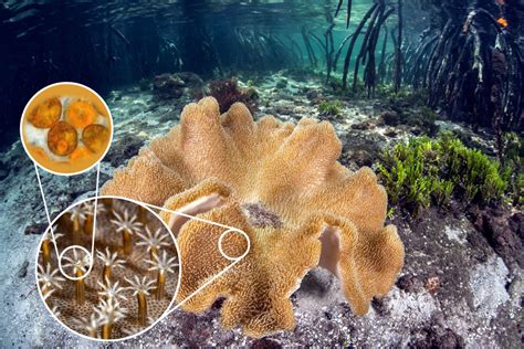 Proteja Os Recifes De Coral E Preserve A Biodiversidade Do Oceano