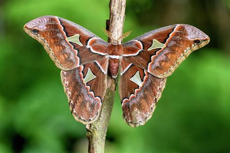 Giant Silk Moth Bosque De Paz Costa Rica Photograph By Nick Garbutt