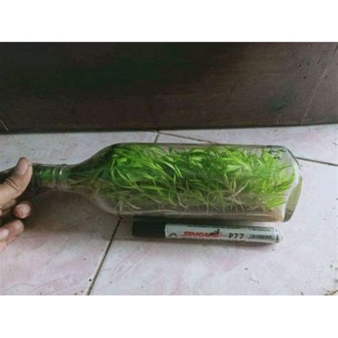 Jual Anggrek Dendrobium Melintir Botol Wisky Shopee Indonesia