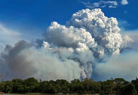 Incendios Fuera De Control Ponen En Peligro La Fauna En El Pantanal