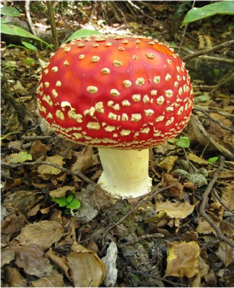 Super Mario Mushroom-Amazing Looking Mushrooms