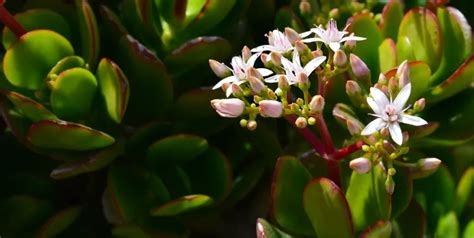 Peut On Faire Fleurir Un Arbre De Jade Chez Nous Comment