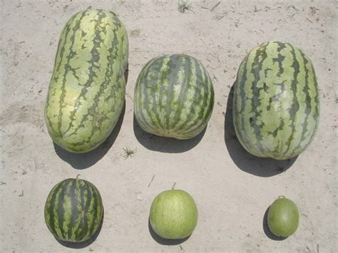 Giant Watermelon Fruit Cucurbit Breeding