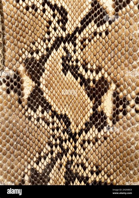 Close Up Of The Tanned Skin Of A Reticulated Python Malayopython