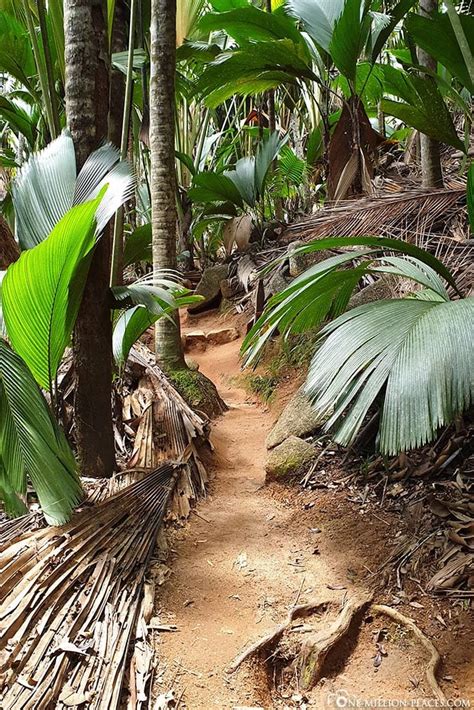 Vallée de Mai - UNESCO National Park on Praslin (Seychelles)