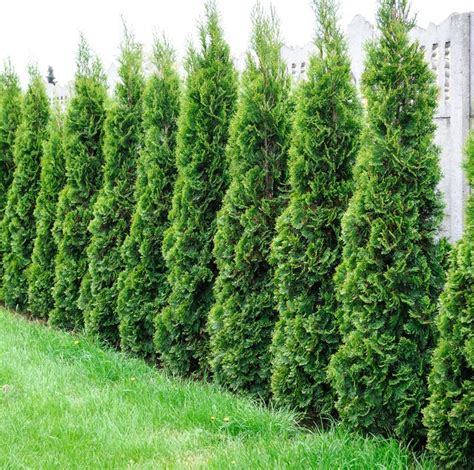 10 Best Privacy Trees For Your Backyard Tall Trees For Privacy In Your Yard