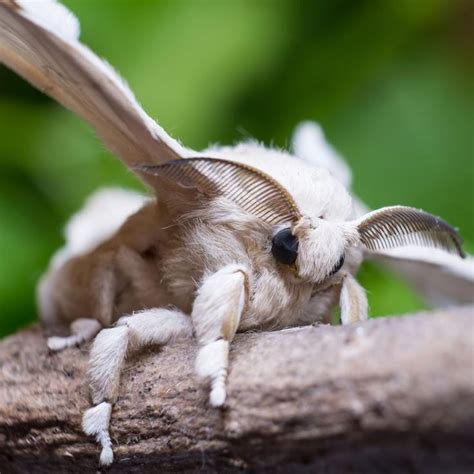 Silk Moth | This fuzzy insect will grow up from a silkworm ...