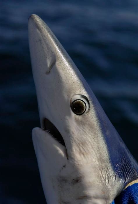 Shark Fishing: A Guide to Species – World Wide Sport Fishing Charters