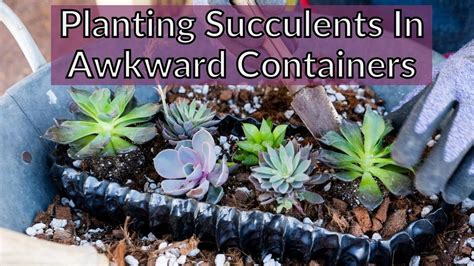 Planting Succulents In A Shallow Succulent Planter Joyusgarden Youtube