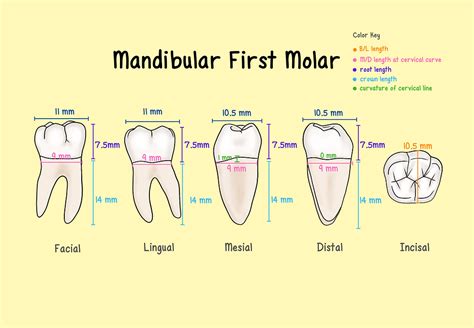 Mandibular Molars D Modules