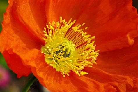 National Poppy Day® Ringgold Georgia American Legion