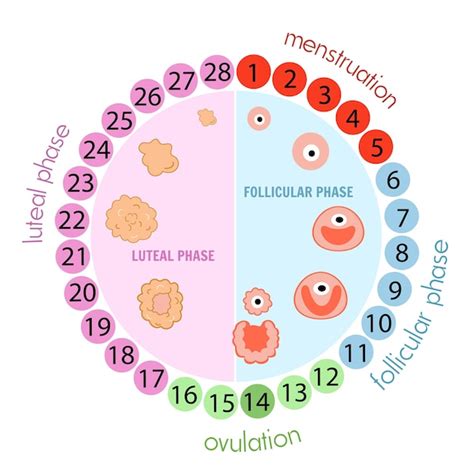 Etapas Del Concepto Del Sistema Reproductivo Femenino Del Ciclo