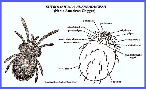 Scrub Typhus Life Cycle