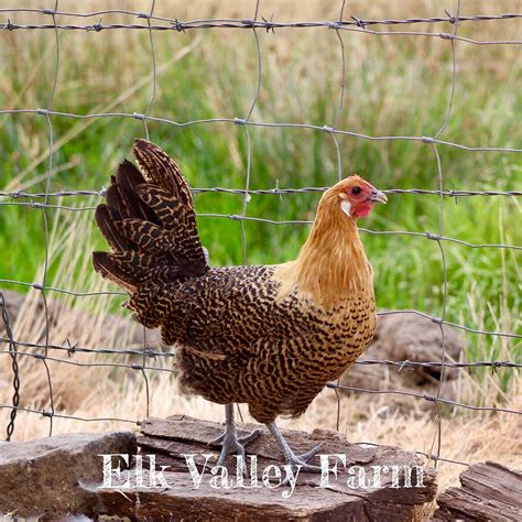 10+ Gold Deathlayer Chicken Hatching Eggs Directly from Elk Valley Farm (Auction ID: 159649, End ...