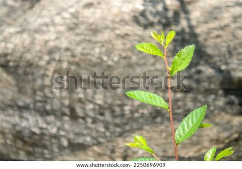 Closeup Chinese Elm Leaf This Tree Stock Photo 2250696909 | Shutterstock