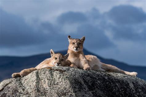 Puma Watching | Puma Safari photography | Torres del Paine