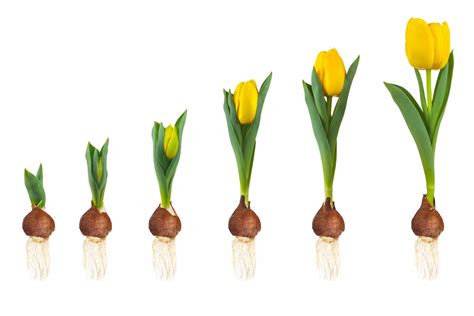 plant tulip bulbs minneopa orchards