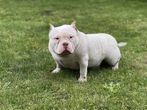 Puppy. Micro bully | PetClassifieds.com