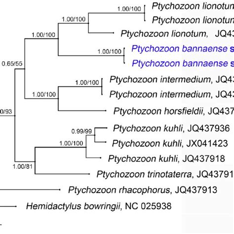 Bayesian Inference Tree Derived From Partial Dna Sequences Of The