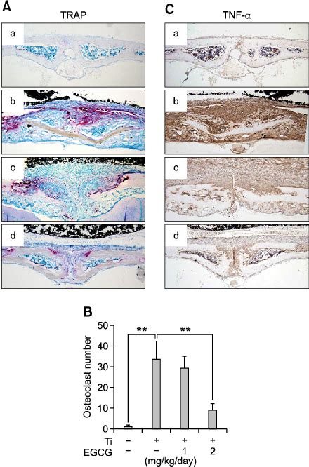 Representative photographs of TRAP and TNF α staining Mouse calvarial