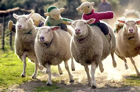 'No plans to ditch sheep racing' says Devon attraction amid vegan ...