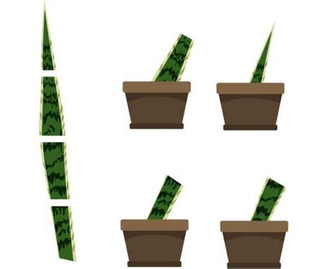 Snake Plant Propagation: 4 Ways To Grow Snake Plant Cuttings - Smart ...