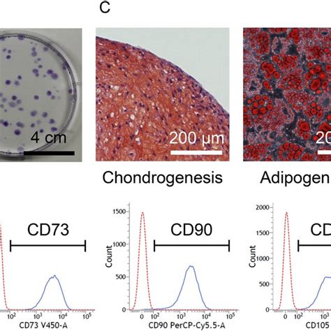 Characteristics Of Human Synovial Mesenchymal Stem Cells A Cell Download Scientific Diagram