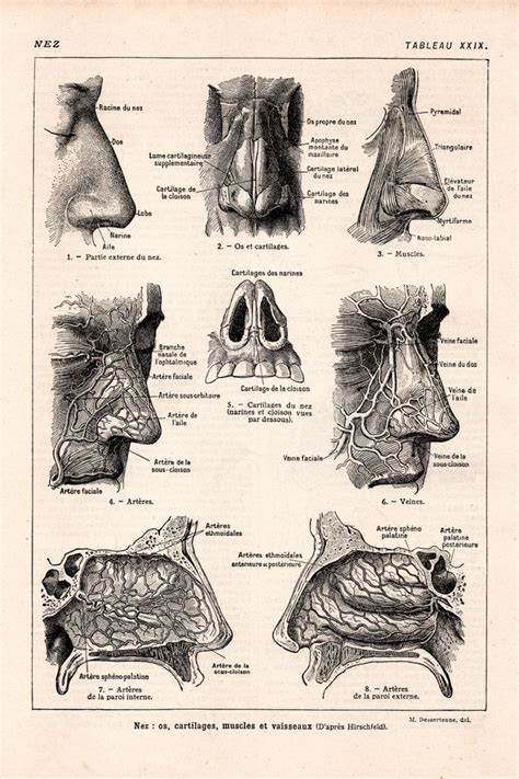 1924 Vintage Scientific Nose Print Antique Anatomy