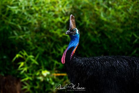 Southern Cassowary Casuarius Casuarius It S Never Too Ra Flickr