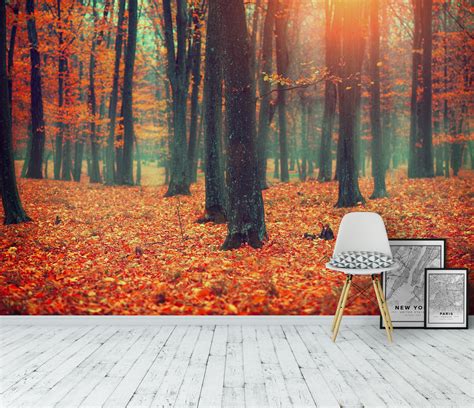 Wall mural Forest light | Photo wallpaper | Nature - Happywall