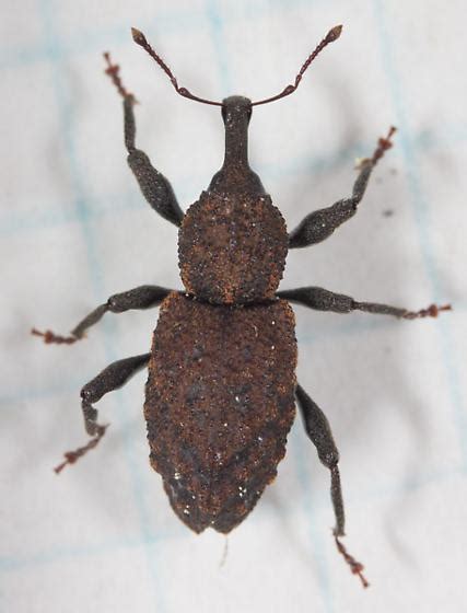 Snout Weevil Curculionidae Steremnius Carinatus Bugguidenet