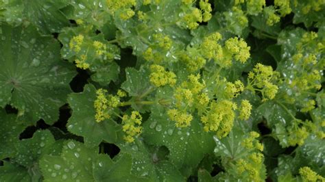 Alchemilla Mollis Rosaceae Image At Phytoimages Siu Edu