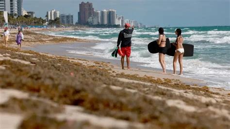 Alertan sobre ola masiva de algas marinas en Florida que podría estar