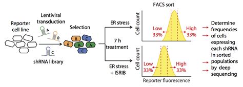 Functional Genomics Lead To Target Of Memory Enhancing Compound