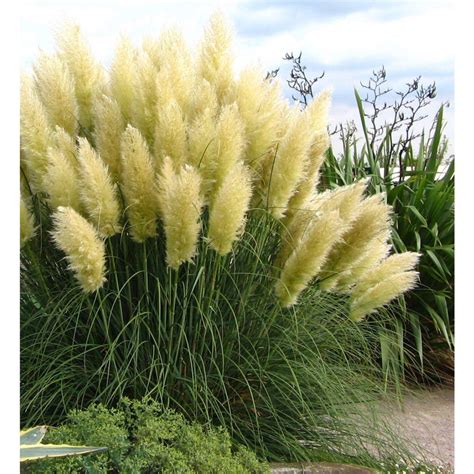 Pampas Grass Cortaderia Selloana Pumila Dwarf Pampas Grass