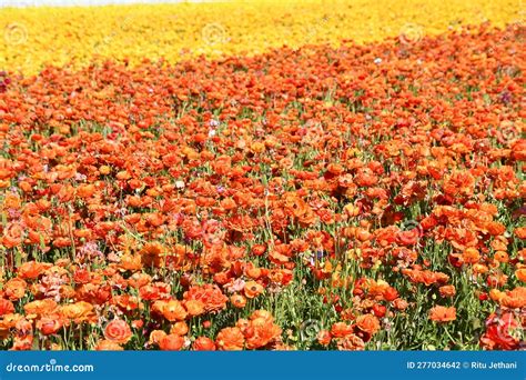 Los Campos De Flores En Primavera En Carlsbad California Foto de ...