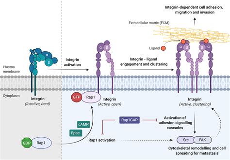 Ras Associated Protein In Cancer Encyclopedia Mdpi