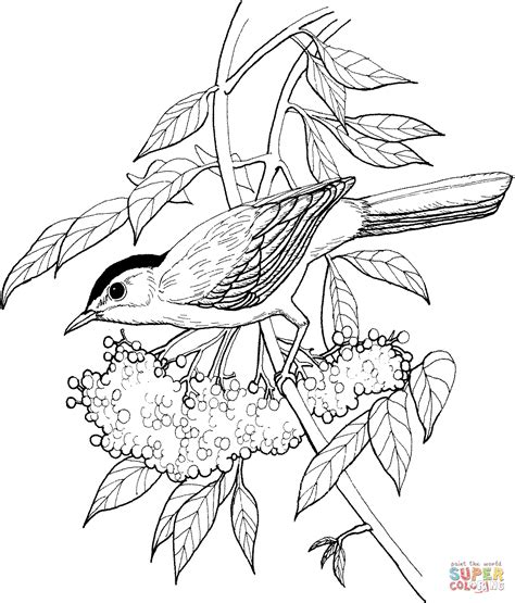 Catbird Coloring Page Free Printable Coloring Pages